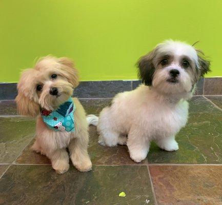 Daisy and Rocky - Shih Tzu Puppies