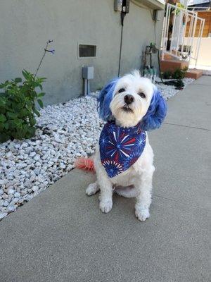 4th of July color and grooming