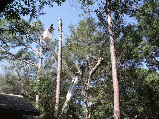 Rigging of dangerous trees