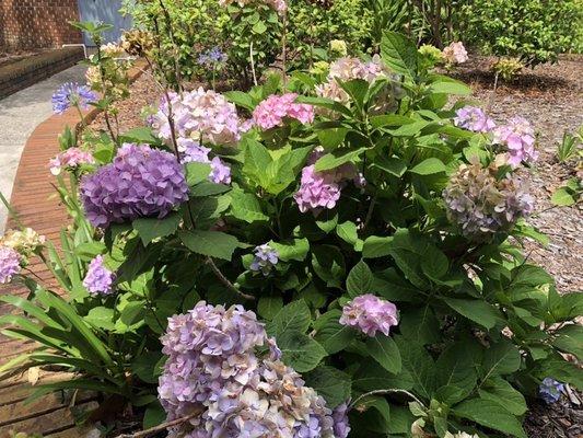 Beautiful Hydrangea