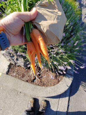 Come to the farmer's market here on Wednesday and buy  Rainier cherries, carrots, and beer of course