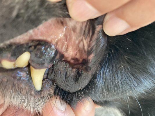 Dog teeth that were cleaned by Canine Dental Services at Tomlinson's in new Braunfels. Don't even come close to clean!'