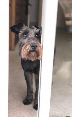 Handsome Willy after his grooming appointment