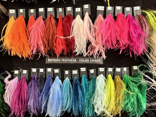 Color variation of ostrich feathers