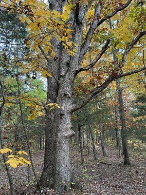 Beautiful old tree on David's Cross Trail!