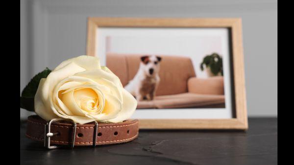 Straightforward and easy-to-navigate pet cremation package choices.