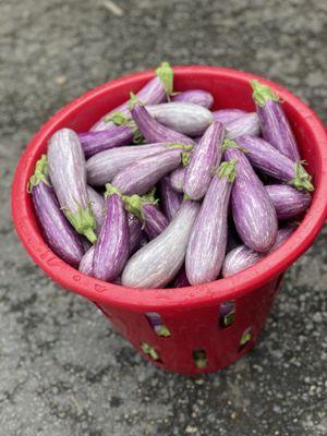 Delicious fairytale eggplants!