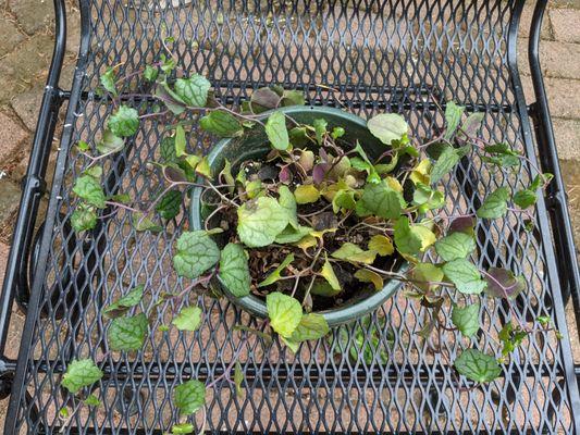 yellowing and black leaves from overwatering by The Plant Farm