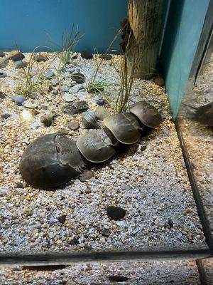 Oh my!!! They are tremendously successful (evolutionary speaking)- love me a horseshoe crab!