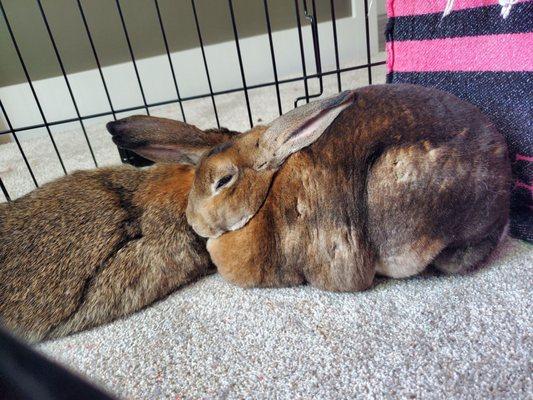 Rose (left) & Sir Winston (right). Winston is the softest bunny on both sides of the Missippi!! We know, we just moved from Phoenix, AZ