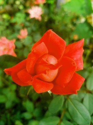 Beautiful Rose..Church Garden