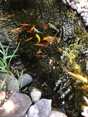 Oh my look at all these koi in my pond!