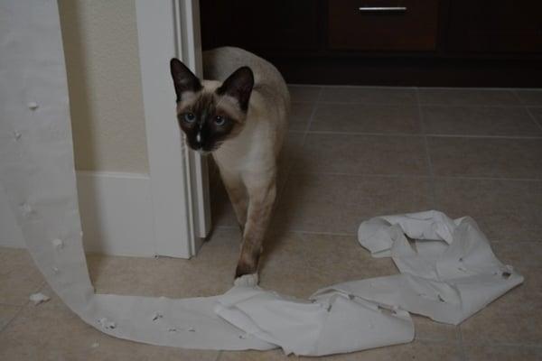 FMC client caught playing with some toilet paper! Winter 2015