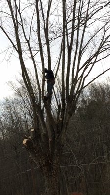 Lowdens Tree Service