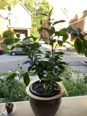 Meyer lemon tree