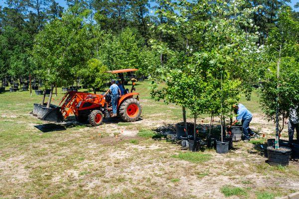 Hott Tree Farm