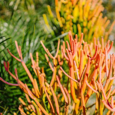 Colorful Firesticks.