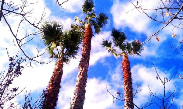 Palm tree pruning in Long Beach