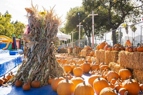 Fall in love with our Pumpkins