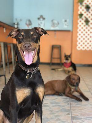 Large Dog Play Group