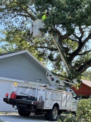 Tree Service in West Palm Beach. Call Today 833-321-TREE