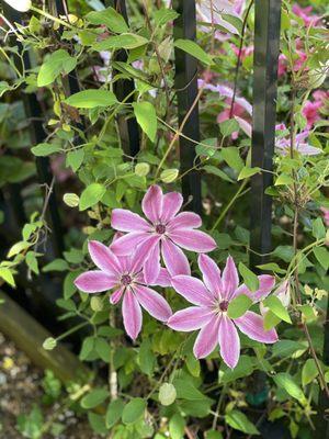 Clematis is our garden