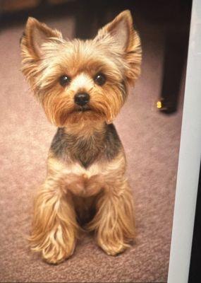 This is my yorkie how he should look, picture taken after different grooming place