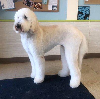 Tucker the Goldendoodle. Groomed by Kim.