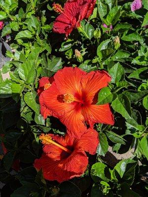 Hibiscus