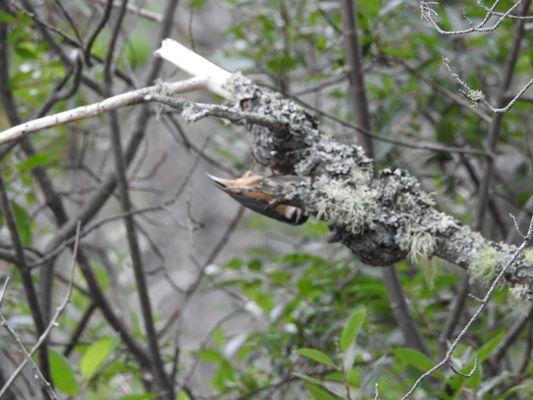 Red-breasted Nuthatch