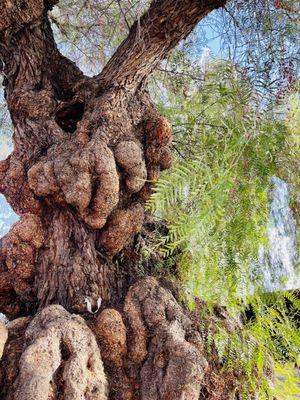 Beautiful old Knotty Pepper Tree to greet you.