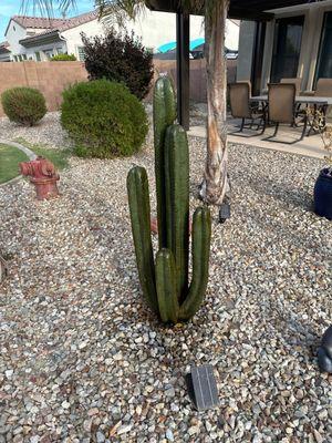 Stone Cactus Waterfalls