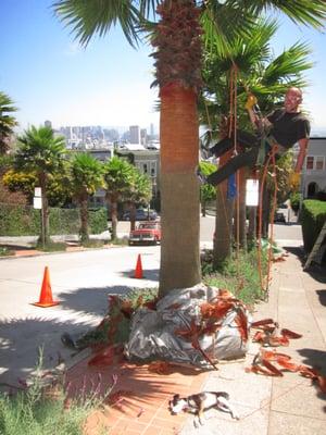 Skinning 28 Palms on Duboce Ave near  Buena Vista Park in SF.