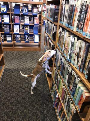 Hunter as well taking his turn on the library inspection