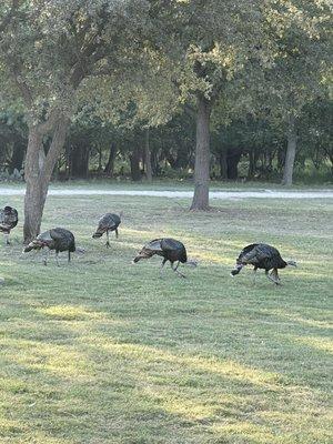 Turkeys near the entrance