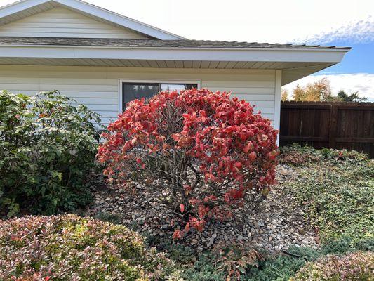 Sprayed/Drift Korean spiced Viburnum.