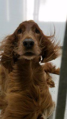 Madison Madison loves getting her baths and getting a blow dry