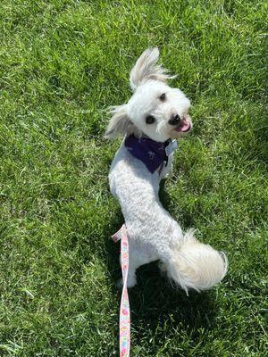 My sweet Lulu after she left the groomer