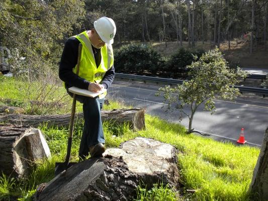 We write arborist reports