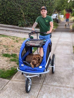 Joey Bear the old arthritic dog and his blue buggy.