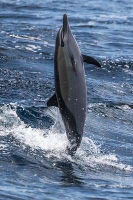 Dolphin spotted on whale watch