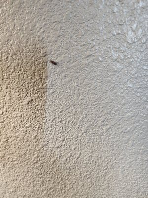 Bugs on wall