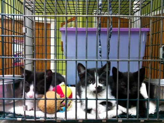 Kittens for adoption