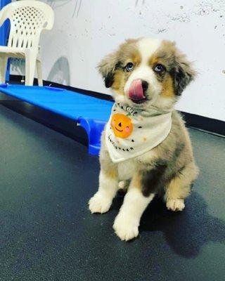 Lagoon at young puppy school.