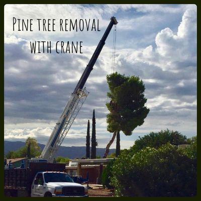 Pine tree removal with crane assistance