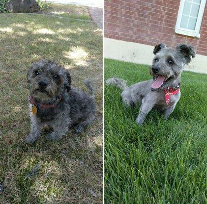 Their groomers must be graduates from Hogwarts because they definitely can work some magic! So happy with how this cut turned out