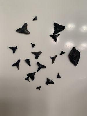 Shark teeth from the river