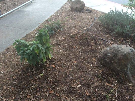 What a mess LanDesign! Drought resistant plants raked and cut down leaving bare dirt! Ugly, where once lovely spring flowering plants were!