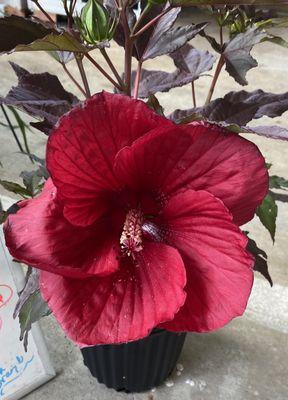 Red perennial hibiscus Midnight Marvel