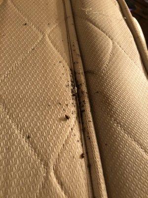 Bed bugs and feces